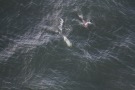 Missing Picture